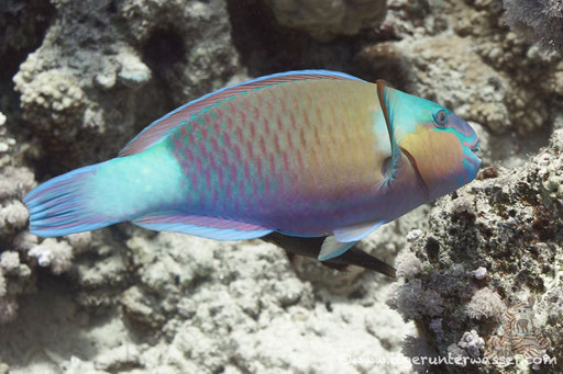 Kugelkopf Papagaifisch ♂/ Bullethead Parrotfish ♂/ Clorurus sordidus ♂/ Hurghada - Red Sea / Aquarius Diving Club