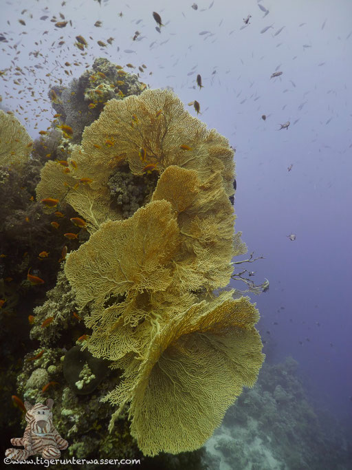 Carless Reef / Hurghada - Red Sea / Aquarius Diving Club