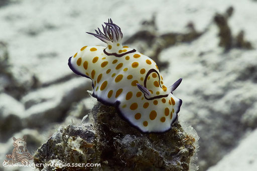 Ringel Sternschnecke / Chromodoris annulata / Fanadir Nord - Hurghada - Red Sea / Aquarius Diving Club