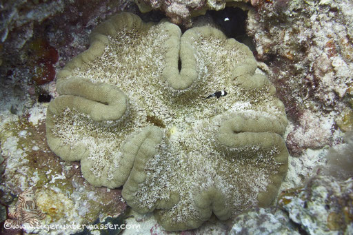 Noppenrand Anemone / Large flattened anemone / Cryptodendron adhaesivum / Fanadir Süd - Hurghada - Red Sea / Aquarius Diving Club