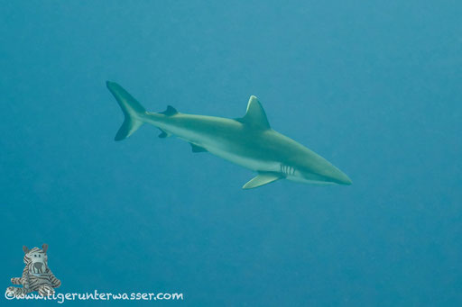 Grauer Riffhai / Grey Reef Shark / Carcharhinus amblyrhynchos / Big Brother - Red Sea / VitaXplorer Aquarius Safari