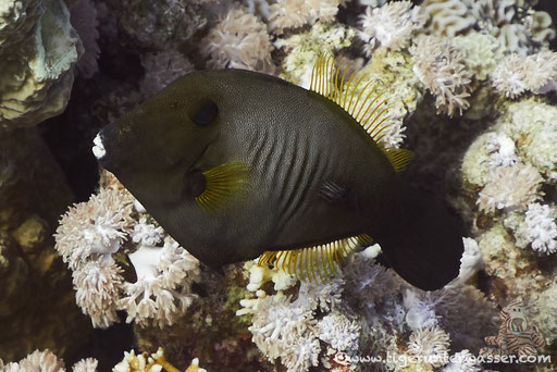 Bürsten Feilenfisch - Amanses scopas / Disha Malak - Makadi Bay - Red Sea - Aquarius Diving Club