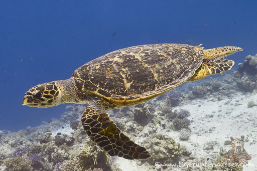 Echte Karettschildkröte / hawksbill sea turtle / Eretmochelys imbricata / Umm Kamar - Hurghada - Red Sea / Aquarius Diving Club