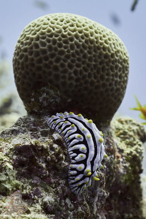 Variable Warzenschnecke / varicose wart slug / Phyllidia varicosa / Fanus West - Hurghada - Red Sea / Aquarius Diving Club