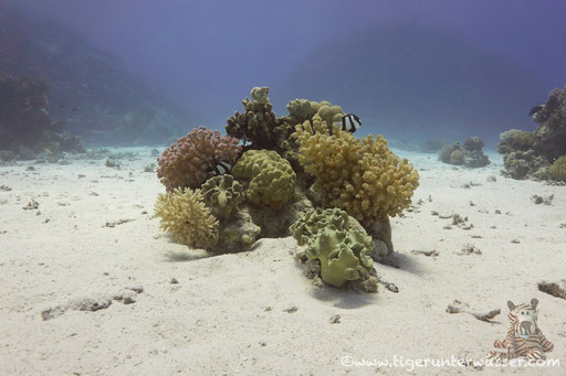 Ben El Gebal / Hurghada - Red Sea / Aquarius Diving Club