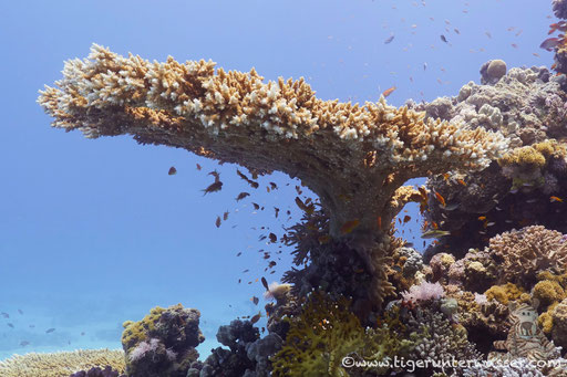 Abu Hashish Süd - Makadi Bay - Red Sea / Aquarius Diving Club