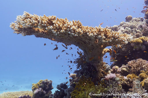 Abu Hashish Süd - Makadi Bay - Red Sea / Aquarius Diving Club