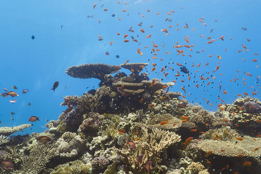 Carless Reef / Hurghada - Red Sea / Aquarius Diving Club