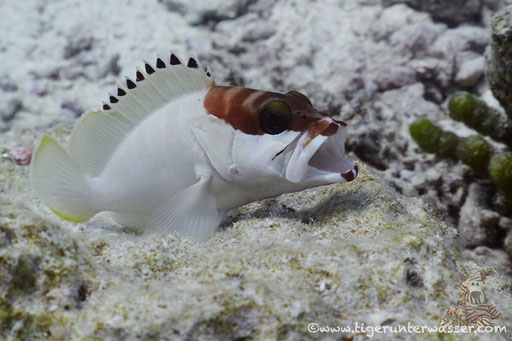 Baskenmützen Zackenbarsch / Blacktip grouper / Epinephelus fasciatus / Banana Reef - Hurghda - Red Sea / Aquarius Diving Club