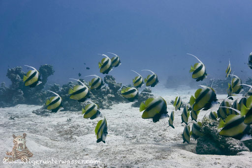 Rotmeer Wimpelfisch / Red Sea bannerfish / Heniochus intermedius / Hurghada - Red Sea / Aquarius Diving Club