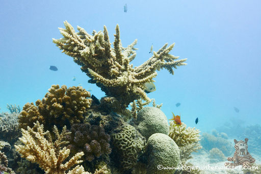 Marsa Abu Galawa / Hurghada - Red Sea / Aquarius Diving Club