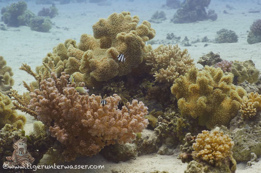 Godda Abu Galawa / Hurghada - Red Sea / Aquarius Diving Club