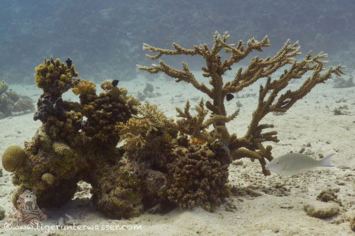 Fanadir Süd - Hurghada - Red Sea / Aquarius Diving Club