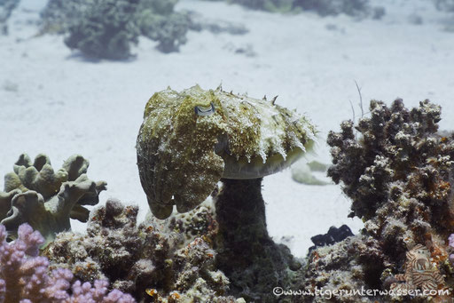 Pharao Sepia / pharaoh cuttlefish / Sepia pharaonis / Sakhwat  Abu Galawa - Hurghada - Red Sea / Aquarius Diving Club