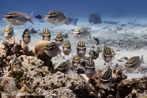 Ghanam Scheinschnapper / Arabian monocle bream / Scolopsis ghanam / Erg Talata - Hurghada - Red Sea / Aquarius Diving Club