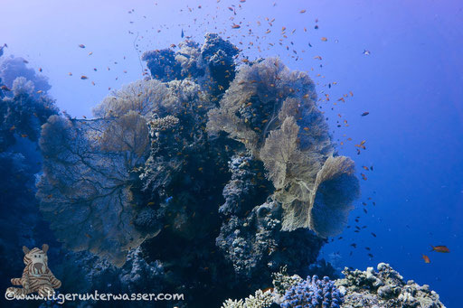 Carless Reef / Hurghada - Red Sea / Aquarius Diving Club