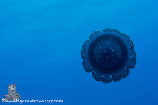 Blaue Wurzelmundqualle /  cauliflower jellyfish / Cephea cephea / Hurghada - Red Sea / Aquarius Diving Club