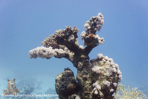 Abu Nugar - Hurghada - Red Sea / Aquarius Diving Club