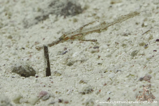 Fussel Geisterfisch / Fuzzy ghost pipefish / Abu Hashish Süd - Makadi Bay - Red Sea / Aquarius Diving Club