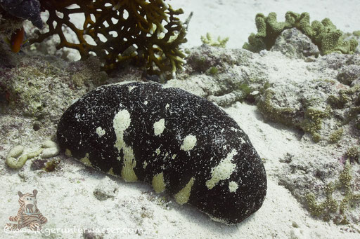 Edel Seegurke / Holothuria nobilis / Hurghada - Red Sea / Aquarius Diving Club