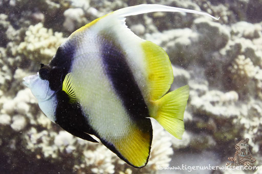 Rotmeer Wimpelfisch / Red Sea bannerfish / Heniochus intermedius / Hurghada - Red Sea / Aquarius Diving Club