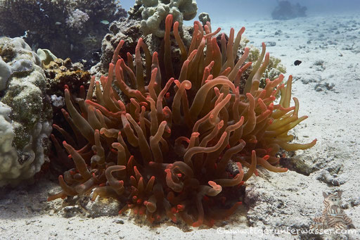 Blasenanemone / Bubble-tip anemone / Entacmaea quadricolor / Fanadir Süd - Hurghada - Red Sea / Aquarius Diving Club