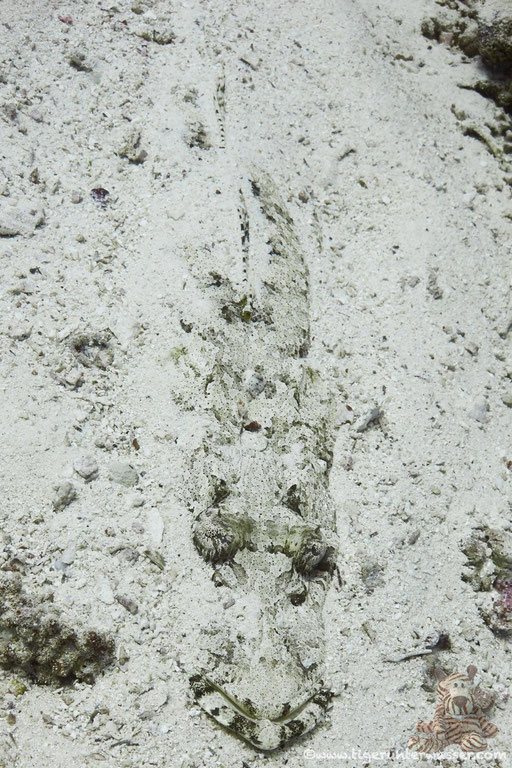 Gemeiner Krokodilsfisch / Indian Ocean crocodilefish / Papilloculiceps longiceps / - Hurghada - Red Sea / Aquarius Diving Club 