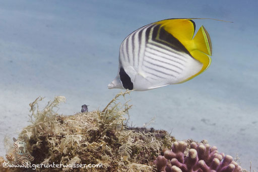 Fähnchen Falterfisch / threadfin butterflyfish / Chaetodon auriga / Hurghada - Red Sea / Aquarius Diving Club