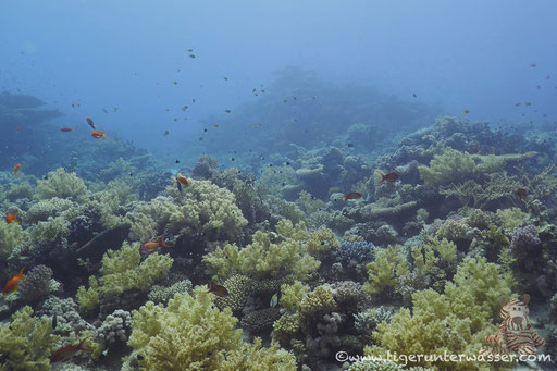 Carless Reef / Hurghada - Red Sea / Aquarius Diving Club