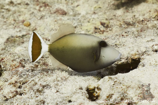 Rotmeer Blaubrustdrücker - Bluethroat triggerfish - Sufflamen albicaudatus / Erroug - Hurghada - Red Sea / Aquarius Diving Club