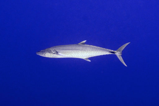 Spanische Makrele/ Scomberomorus commeron / Disha - Makadi Bay - Red Sea / Aquarius Diving Club