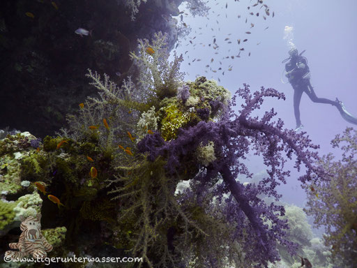 Carless Reef / Hurghada - Red Sea / Aquarius Diving Club