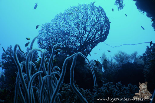 Small Giftun / Hurghada - Red Sea / Aquarius Diving Club