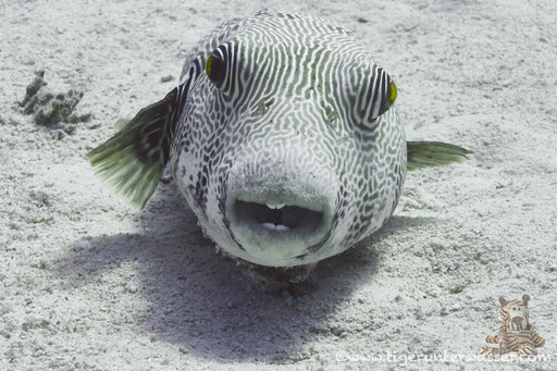 Weißflecken Kugelfisch / white-spotted puffer / Arothron hispidus / Abu Ramada Süd - Hurghada - Red Sea / Aquarius Diving Club