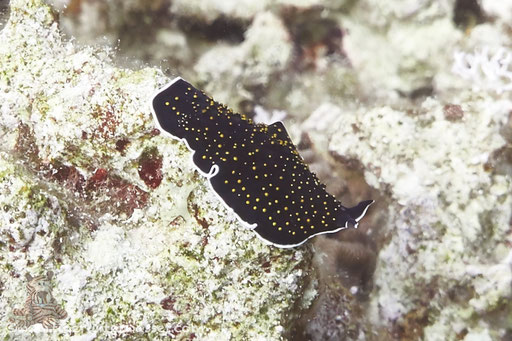Sternenhimmel Strudelwurm / gold dotted flatworm / Thysanozoon sp. / Fanus Ost - Hurghada - Red Sea / Aquarius Diving Club