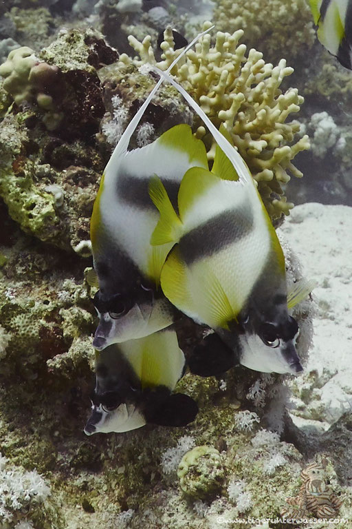 Rotmeer Wimpelfisch / Red Sea bannerfish / Heniochus intermedius / Godda Abu Ramada West - Hurghada - Red Sea / Aquarius Diving Club