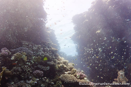 Errough / Hurghada - Red Sea / Aquarius Diving Club