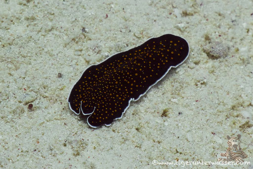 Sternenhimmel Strudelwurm / gold dotted flatworm / Thysanozoon sp. / Ben El Gebal - Hurghada - Red Sea / Aquarius Diving Club