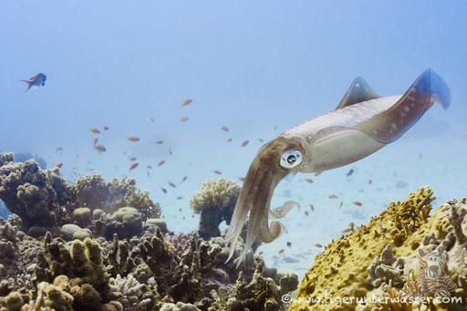 Lessons Riffkalmar beim Gelege / bigfin reef squid with eggs / Sepiotheutis lessoniana / Abu Ramada Süd - Hurghada - Red Sea / Aquarius Diving Club