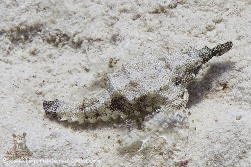 Zwerg Flügelrossfisch / little dragonfish / Eurypegasus draconis / Marsa Abu Galawa - Hurghada - Red Sea / Aquarius Diving Club