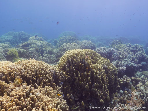 Shaab Sabina / Hurghada - Red Sea / Aquarius Diving Club