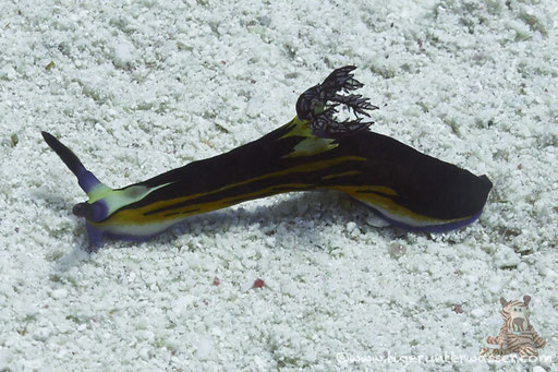 Rotmeer Sternschnecke / Nembrotha megalocera / - Hurghada - Red Sea / Aquarius Diving Club