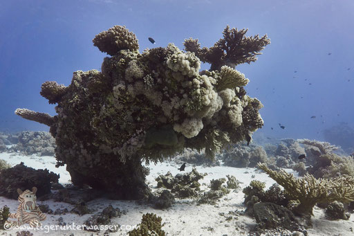 Carless Reef / Hurghada - Red Sea / Aquarius Diving Club