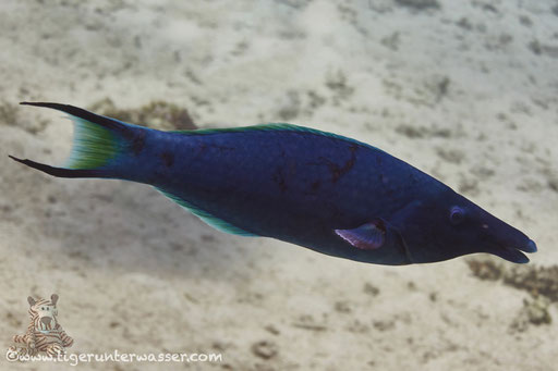 Blauer Vogellipfisch m. / Green birdmouth wrasse / Gomphosus caeruleus /Marsa Abu Galawa - Hurghada - Red Sea / Aquarius Diving Club