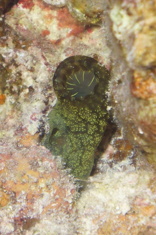 Goldpunkt Seescheide / yellow see squirt / Phallusia Julinea / Fanadir North- Hurghada - Red Sea / AQUARIUS Diving Club