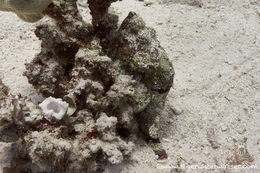 Buckliger Drachenkopf / false stonefish / Scorpaenopsis diabolus / Hurghada - Red Sea / Aquarius Diving Club