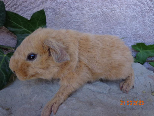 Teddy, kastriert
