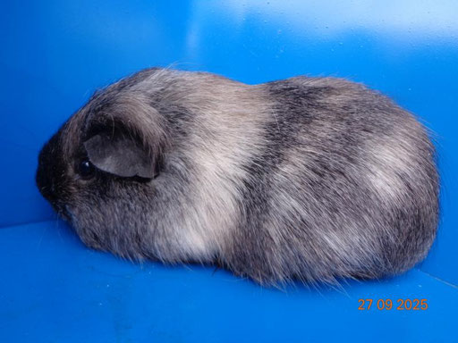 Glatthaar, Spätkastrat, geb.23