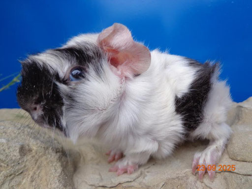 Strubeli, ab Ende Oktober