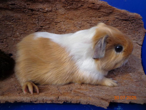 Glatthaar, kastriert (hat eine Behinderung an einem Beinchen, kommt aber tiptop damit zurecht)